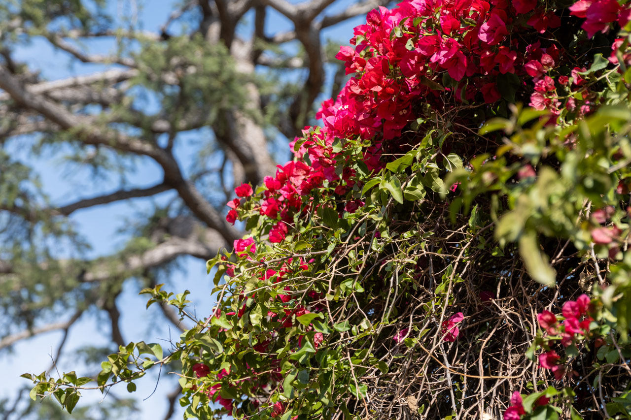 741 N Dillon St Silver Lake Home for Lease Tracy Do Real Estate